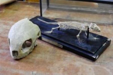 Animal Skull Identification