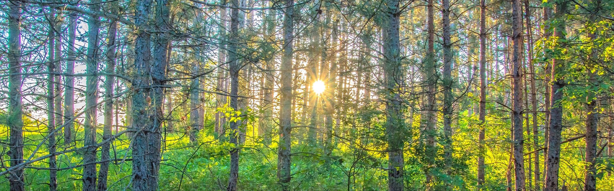 Sun beams through forest