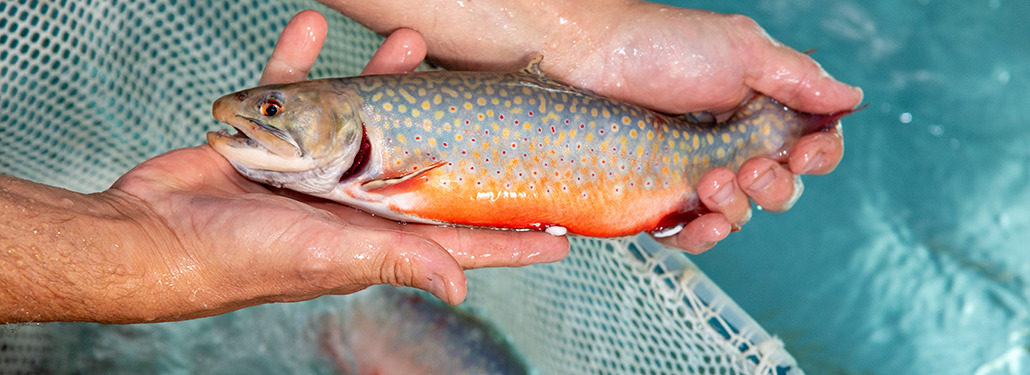 HOP: Crystal Spring Fish Hatchery